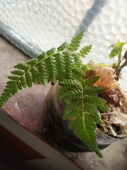 Macrothelypteris torresiana