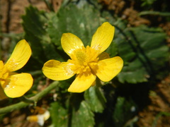 Ranunculus cytheraeus