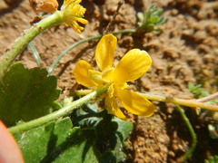 Ranunculus cytheraeus