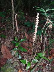 Hetaeria oblongifolia