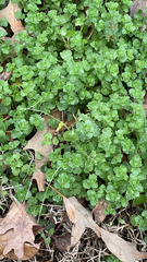 Veronica hederifolia