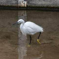 Egretta garzetta