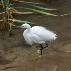 Egretta garzetta