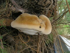 Inocutis tamaricis