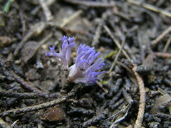 Ramariopsis pulchella