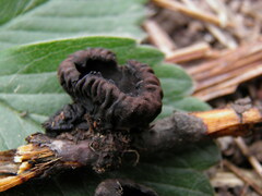 Plectania rhytidia