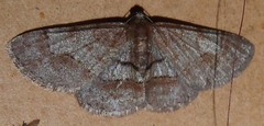 Rikiosatoa euphiles