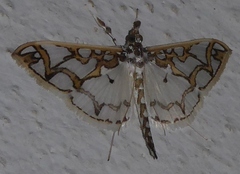 Polythlipta macralis