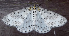 Percnia