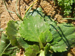 Ranunculus cytheraeus
