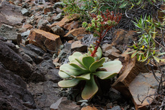 Aeonium nobile