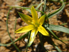 Gagea fibrosa