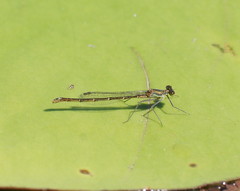 Austrocnemis splendida
