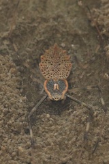 Herennia multipuncta