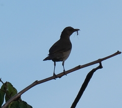 Turdus ignobilis