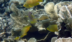 Pomacentrus amboinensis