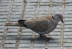 Streptopelia decaocto