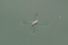 Aquarius adelaidis