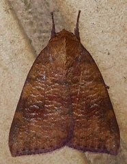 Gelastocera castanea
