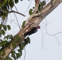 Campephilus melanoleucos