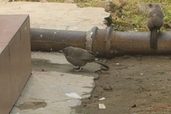 Argya striata