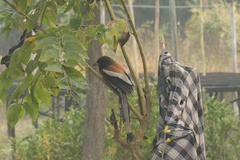 Dendrocitta vagabunda