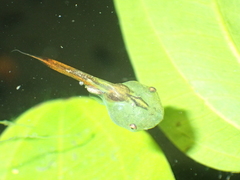 Microhyla butleri