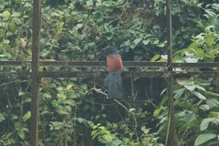 Centropus sinensis