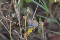 Euchrysops cnejus
