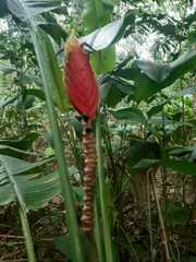 Heliconia episcopalis