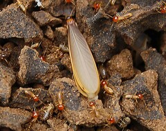 Trinervitermes trinervoides