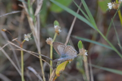 Euchrysops cnejus