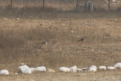 Vanellus indicus