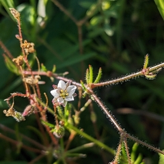 Spergula