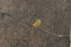 Culicicapa ceylonensis