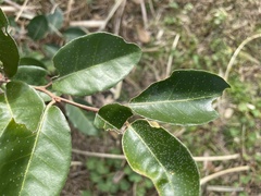 Elaeagnus pungens