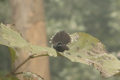 Rhipidura albicollis