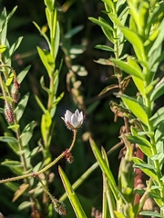 Spergula