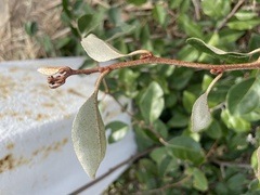 Elaeagnus pungens