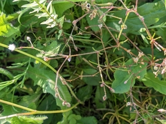Spergula