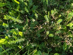 Spergula