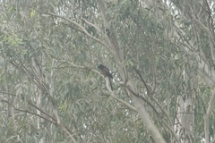 Dendrocitta vagabunda