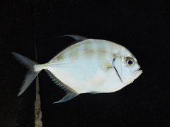 Atropus hedlandensis