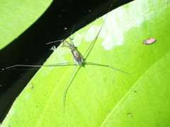 Limnometra