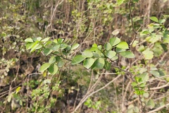 Dalbergia sissoo