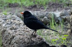 Turdus merula