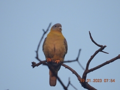 Treron phoenicopterus