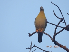Treron phoenicopterus