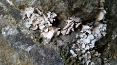 Dermatocarpon miniatum