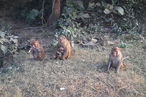 Rhesus Macaque